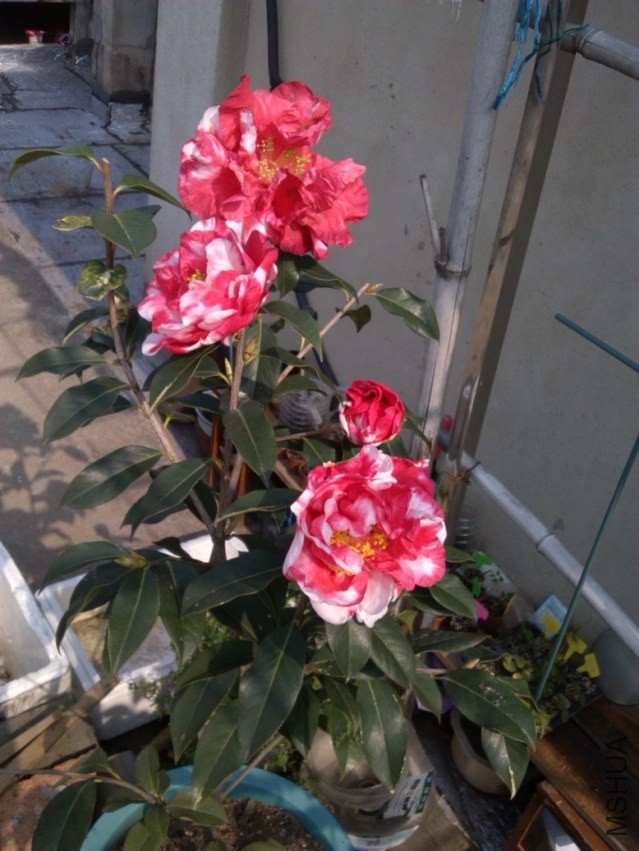 IMG_20140324_092549.jpg