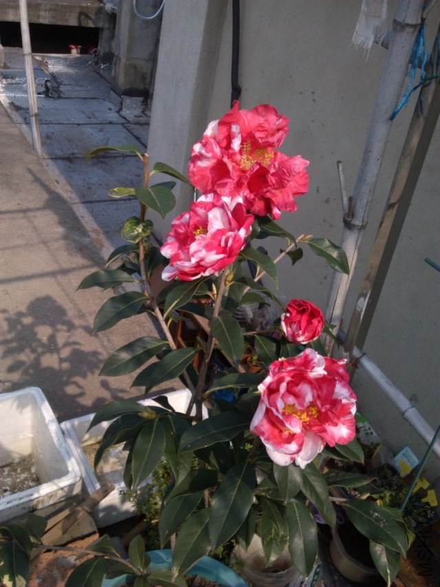 IMG_20140324_092558.jpg
