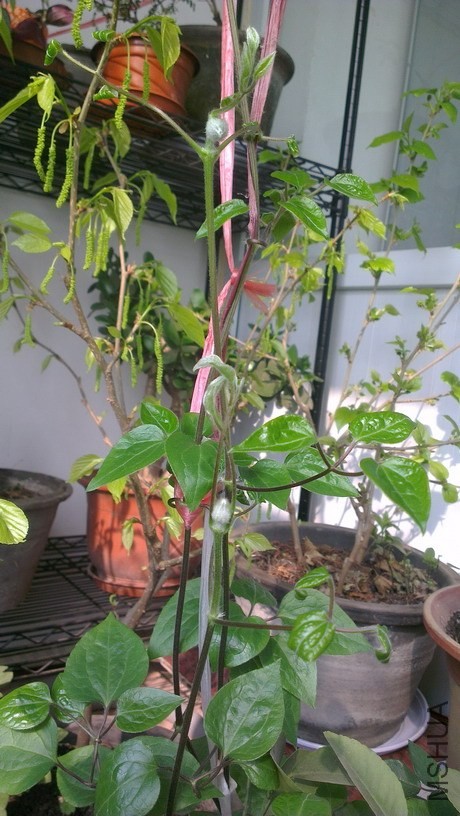 IMAG3941_��С��С.jpg