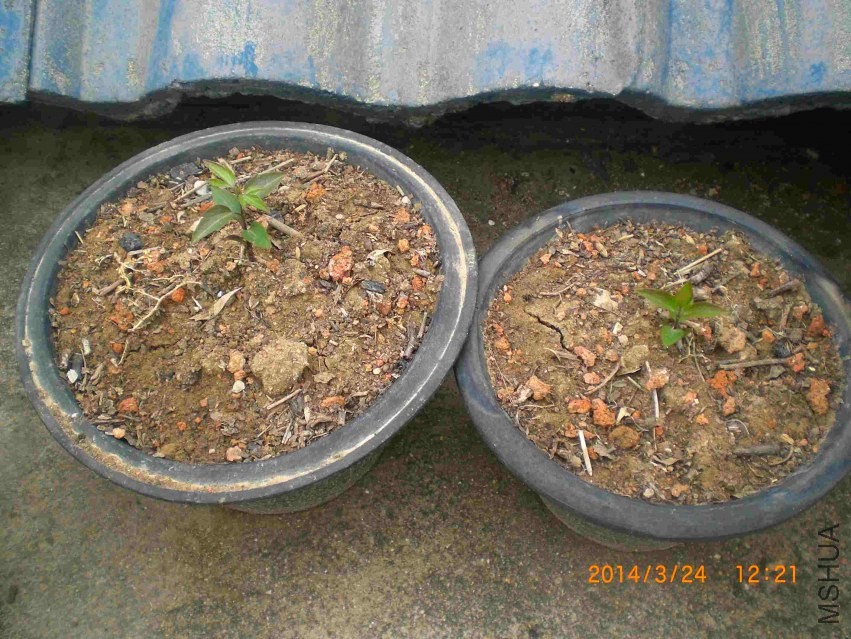 CIMG6415.jpg