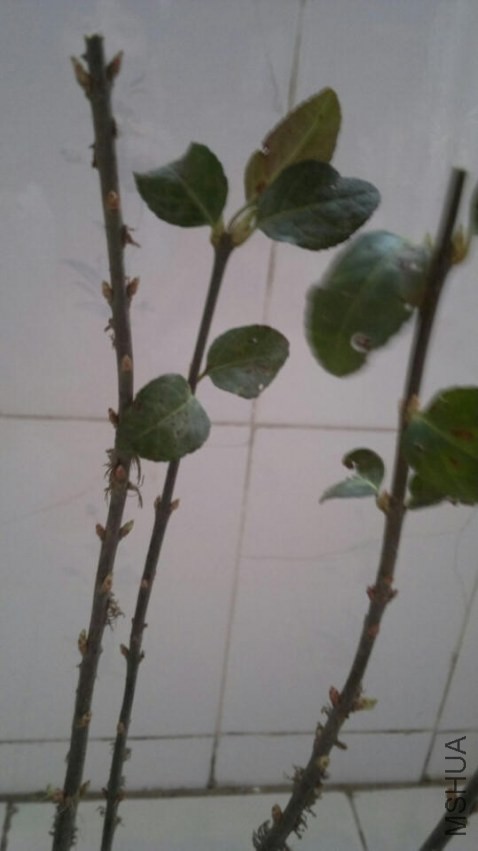 QQͼƬ20140324172702.jpg
