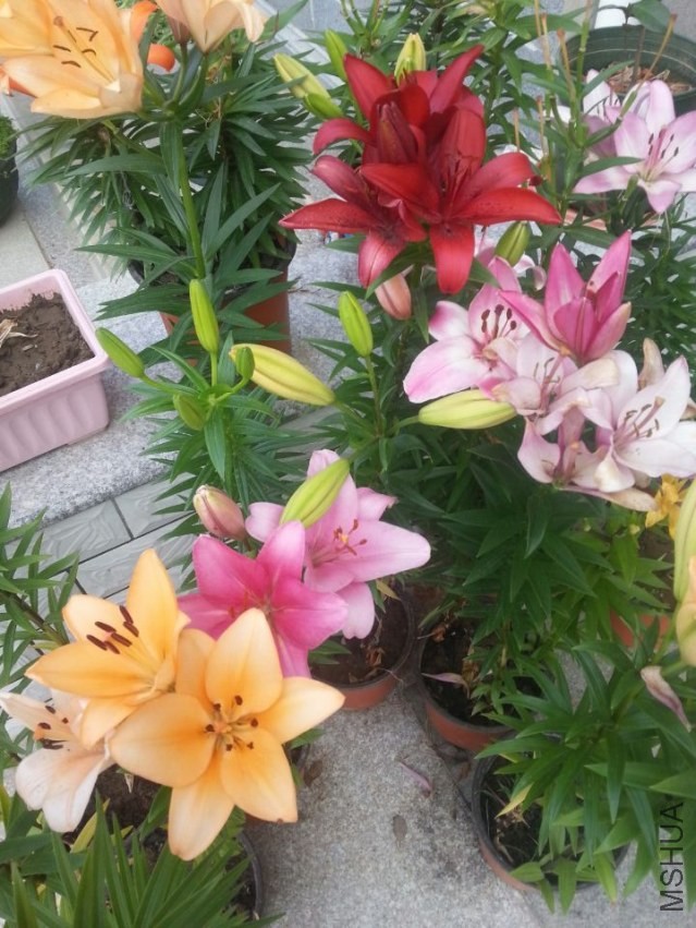 ���� (8).jpg