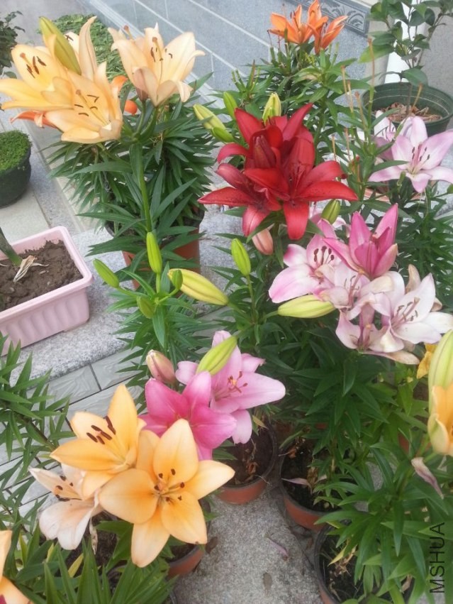 ���� (1).jpg