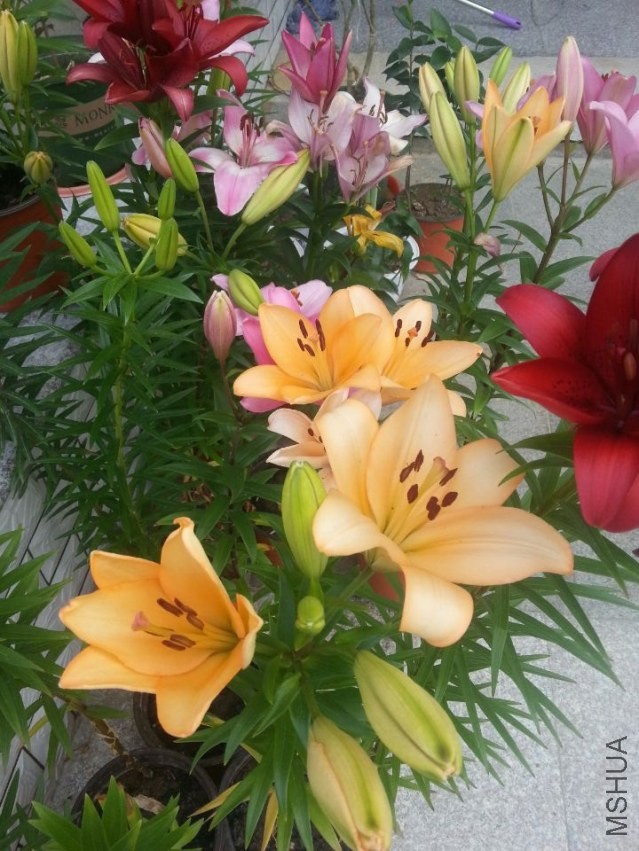 ���� (7).jpg