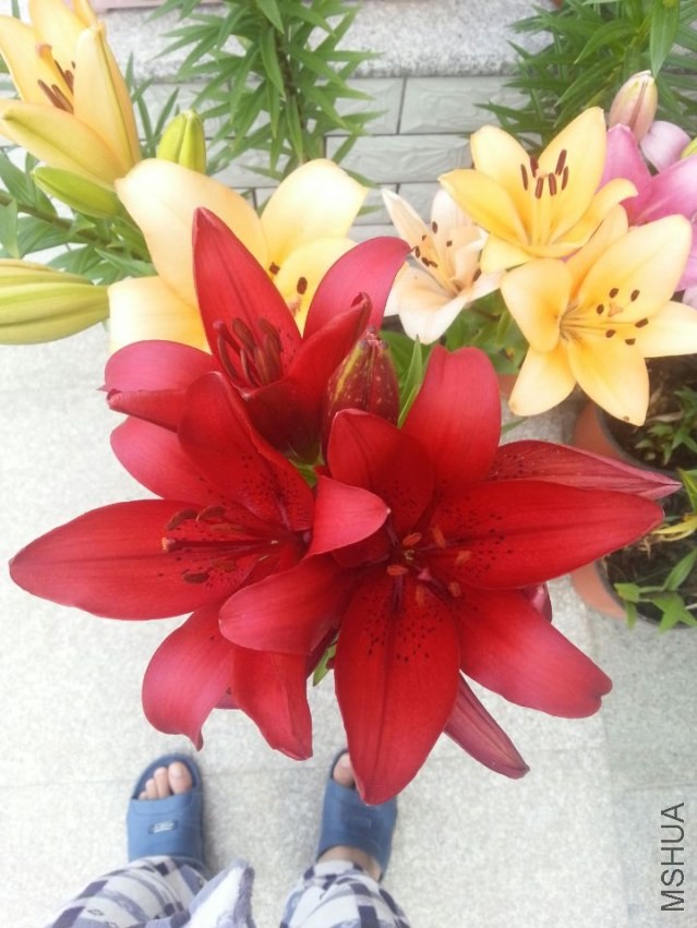 ������ (2).jpg