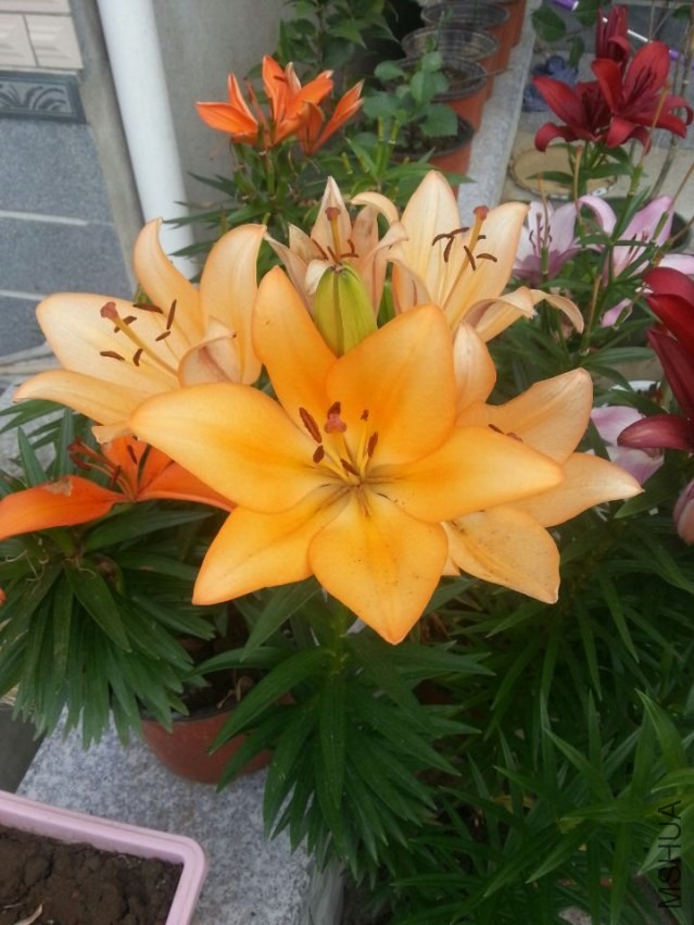 ��ŵ���� (2).jpg