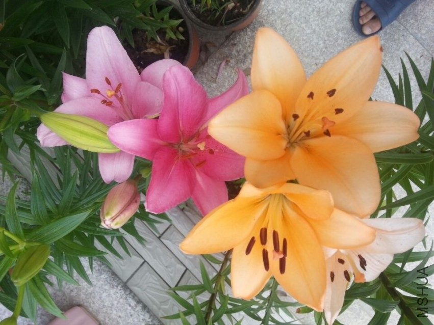 ��ŵ���� (6).jpg