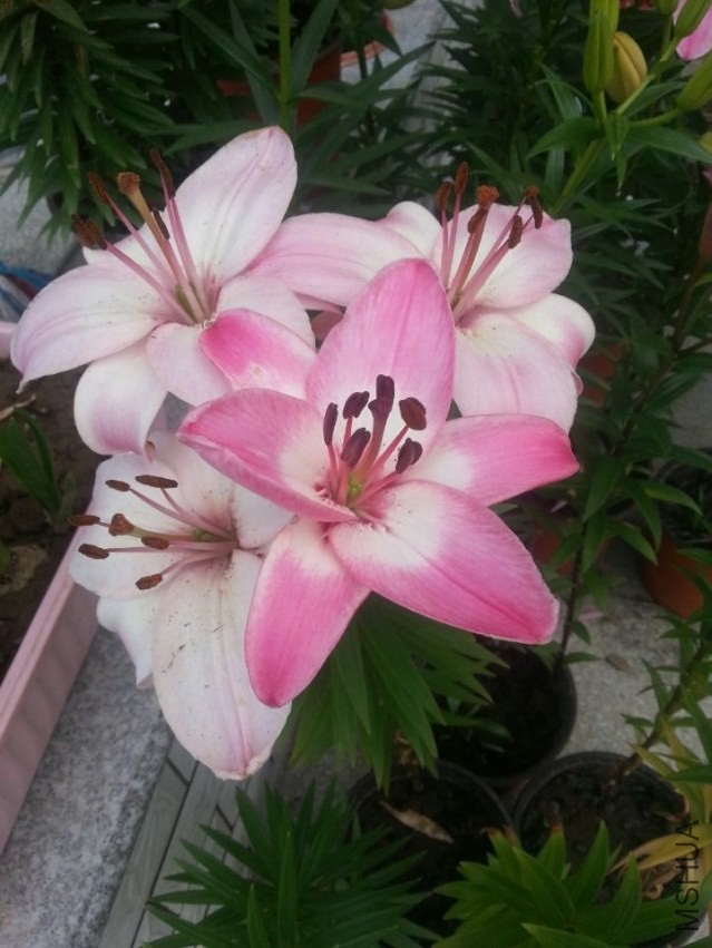 ���׶� (1).jpg