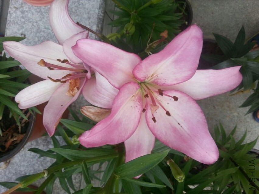 ���׶� (4).jpg