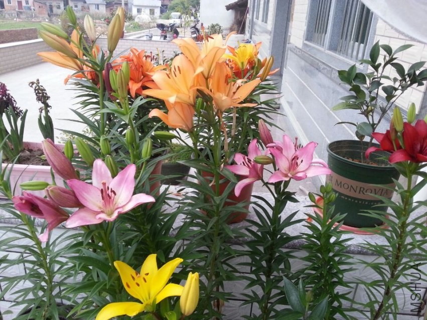 ���� (7).jpg