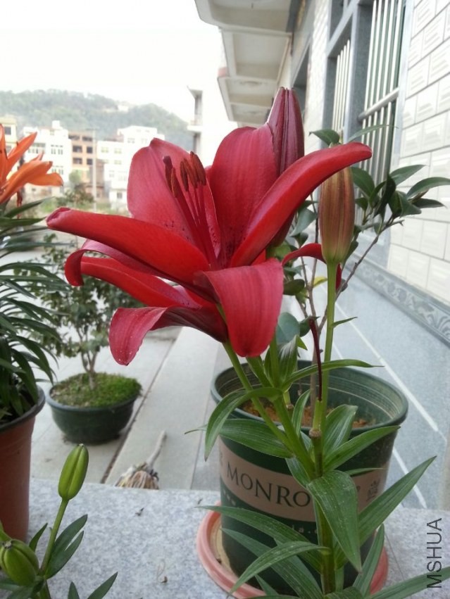 ������ (1).jpg