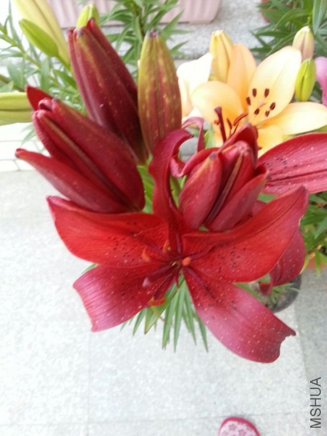 ������ (4).jpg