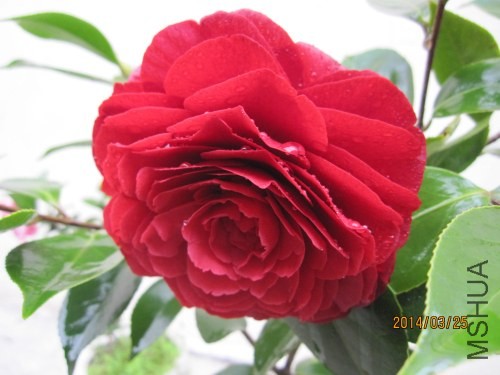 IMG_1035.jpg