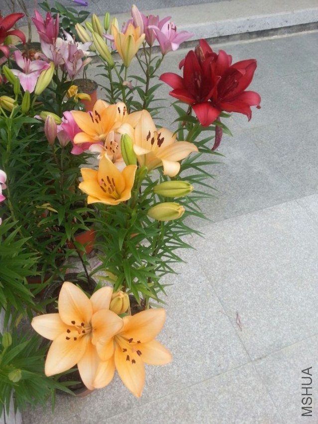 ���� (6).jpg