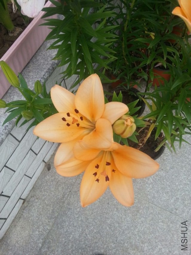 ��ŵ���� (1).jpg