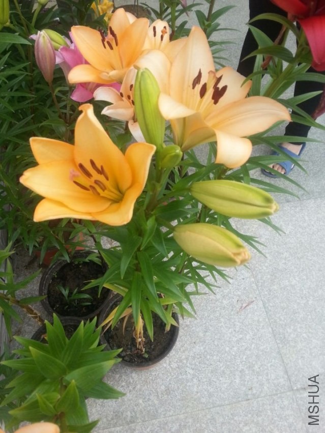 ��ŵ���� (3).jpg