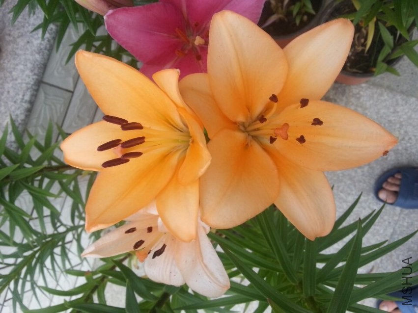 ��ŵ���� (5).jpg