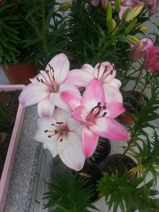 ���׶� (3).jpg