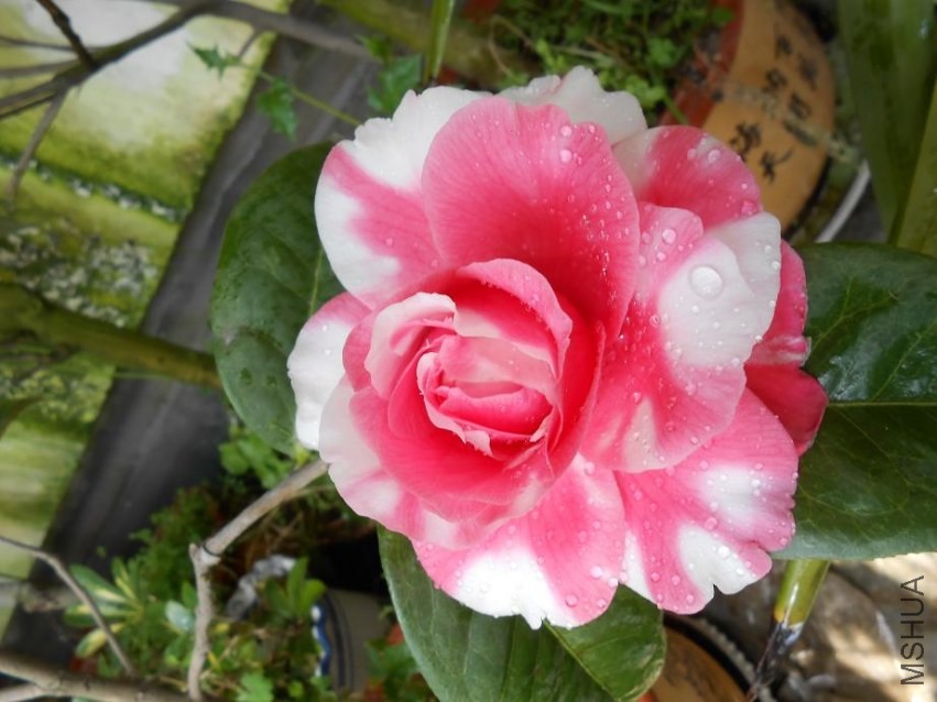 DSCN0223.jpg