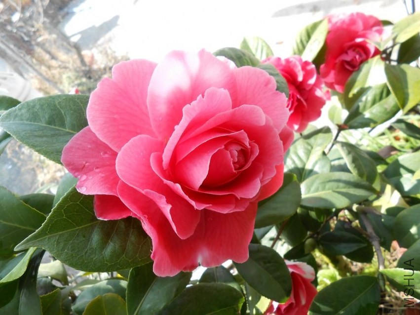 DSCN0162.jpg