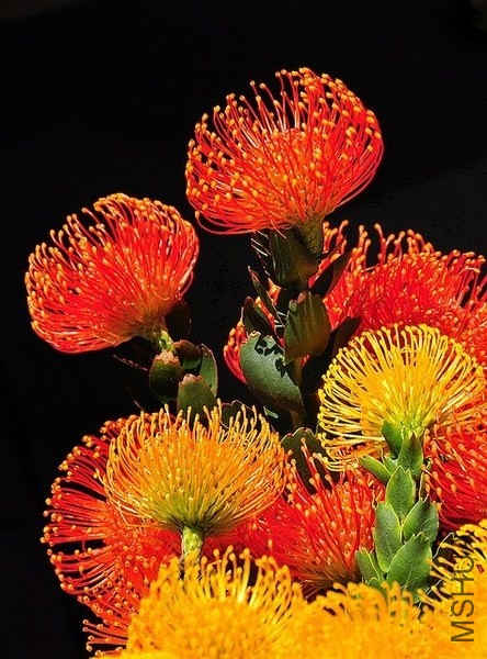 �¹�Ҷ����ľ