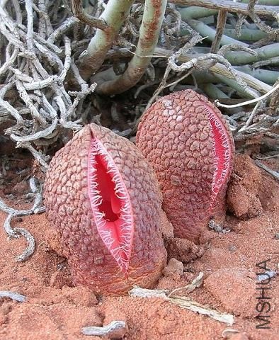 ���ް��ػ�