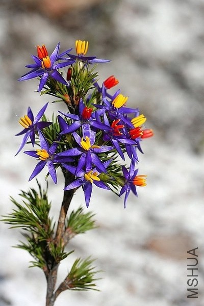 ����˿�ٺ�