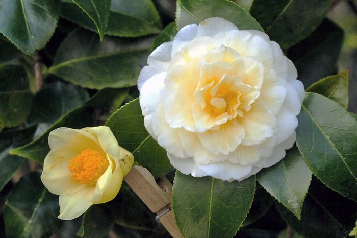 Yellow Comparison.jpg