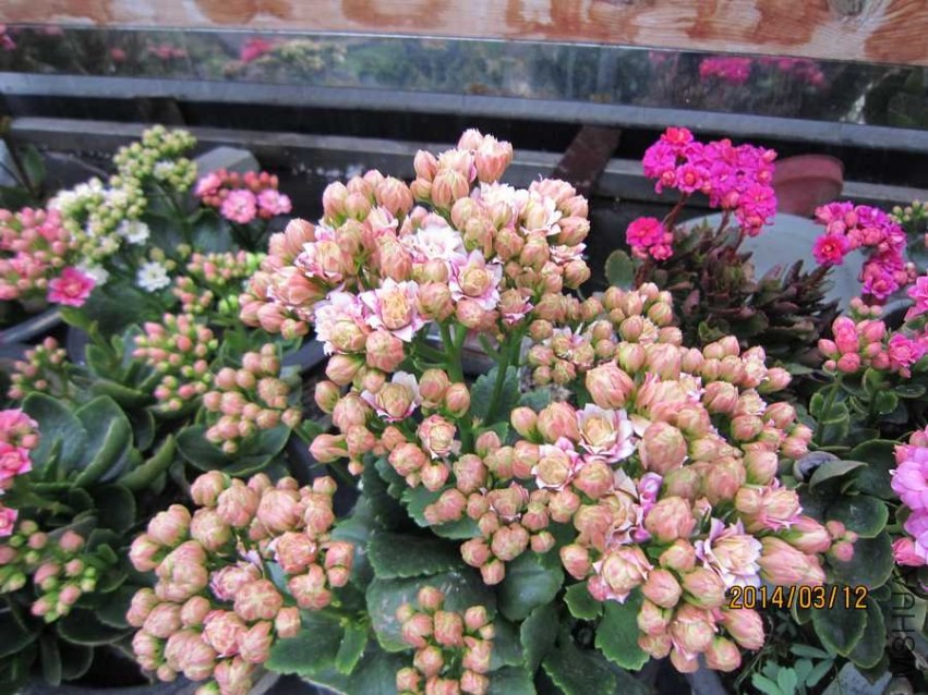 �绨ѩ�� (1).jpg