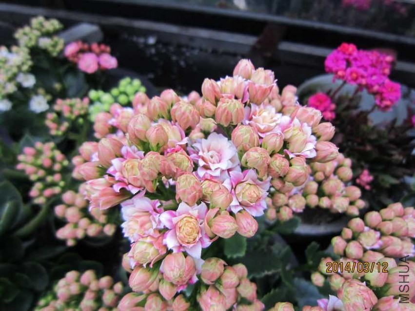 �绨ѩ�� (2).jpg