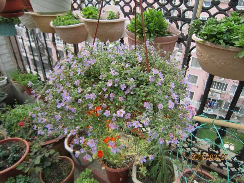 ���� (2).jpg