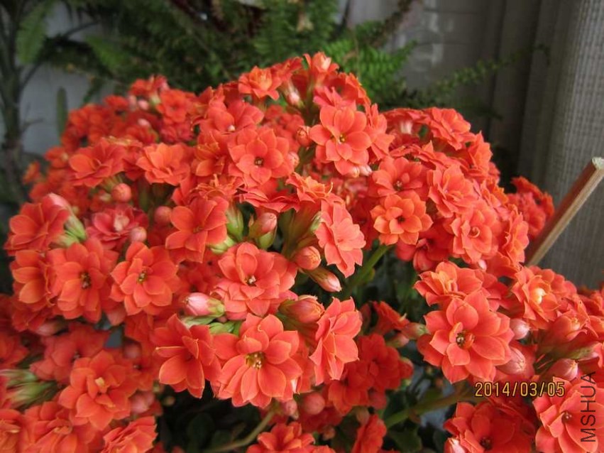 ���� (1).jpg