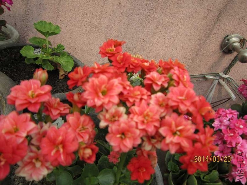 ���� (2).jpg