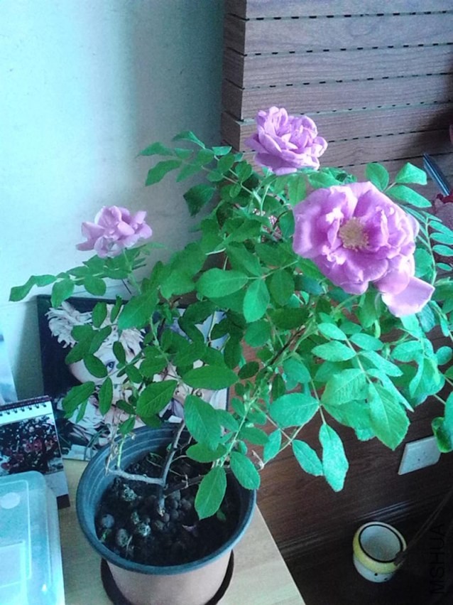 IMG_20130530_075939.jpg