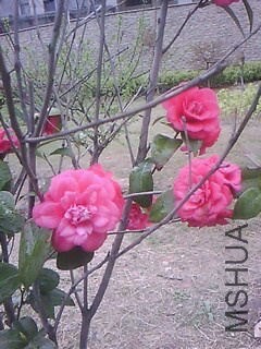IMG0050A_��ͼ��.jpg