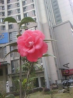 IMG0052A_��ͼ��.jpg