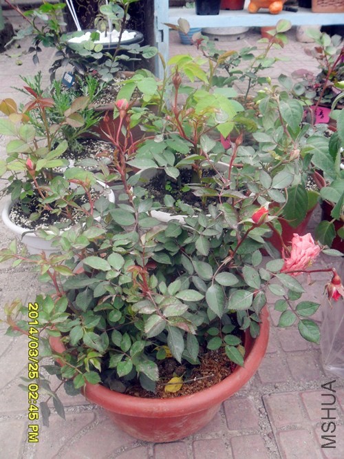 ��ȹ��Ů 01.jpg