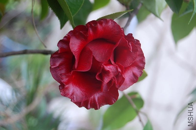 DSC_01310131.JPG