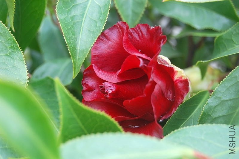 DSC_01270127.JPG