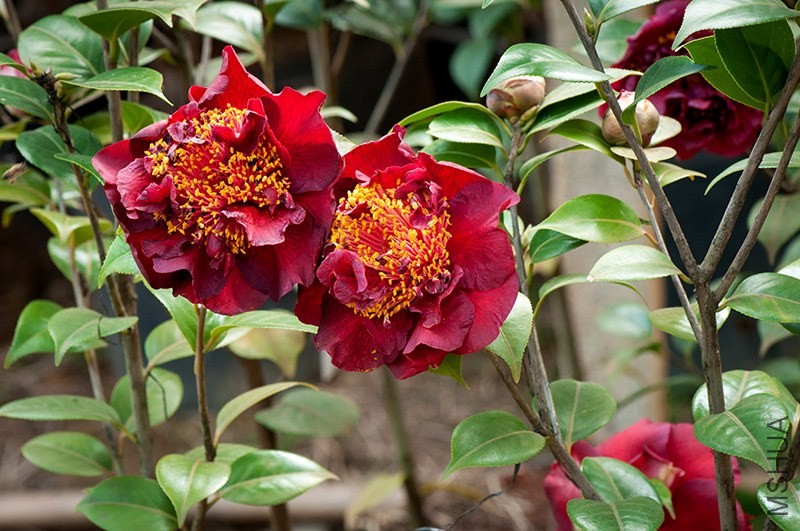 hei2.jpg