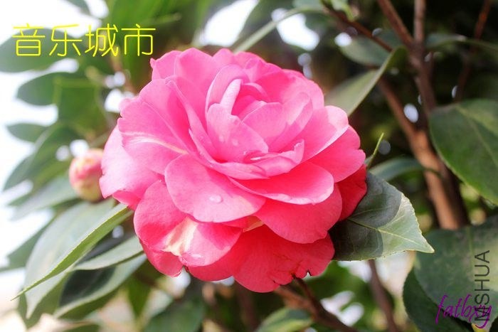 ���ֳ���1.jpg