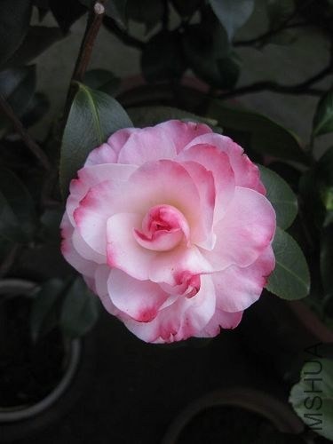 IMG_5856.jpg