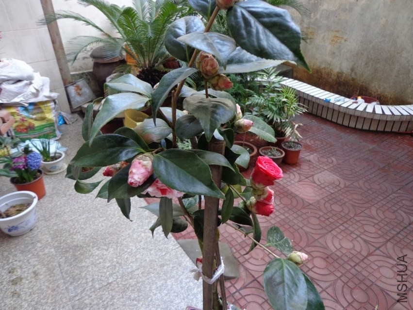 DSC00942.JPG