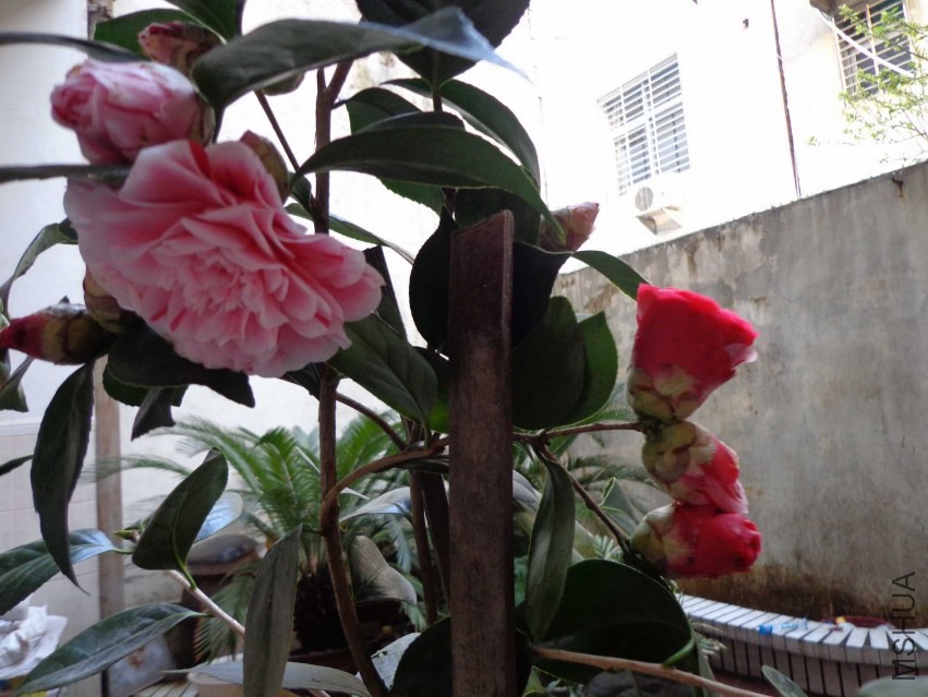 DSC00944.JPG