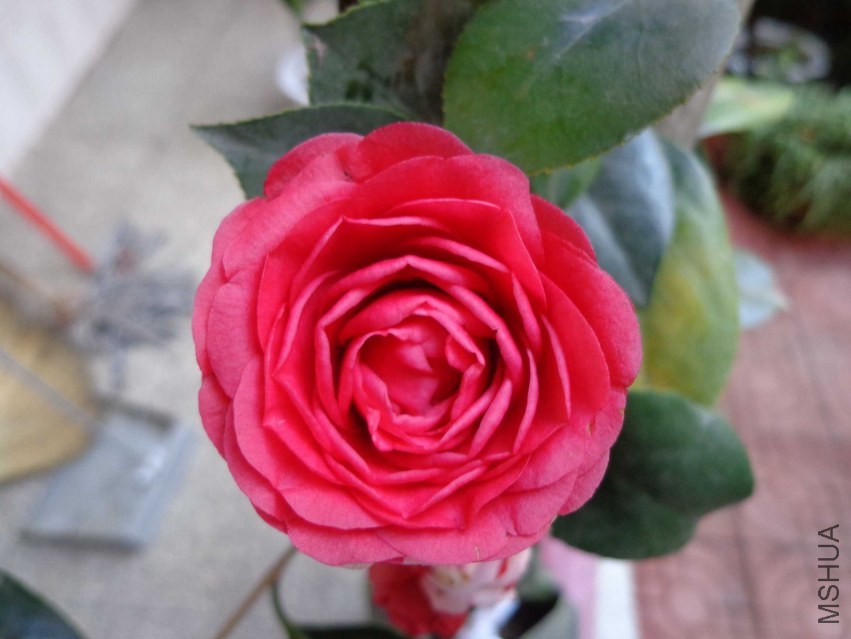 DSC00946.JPG