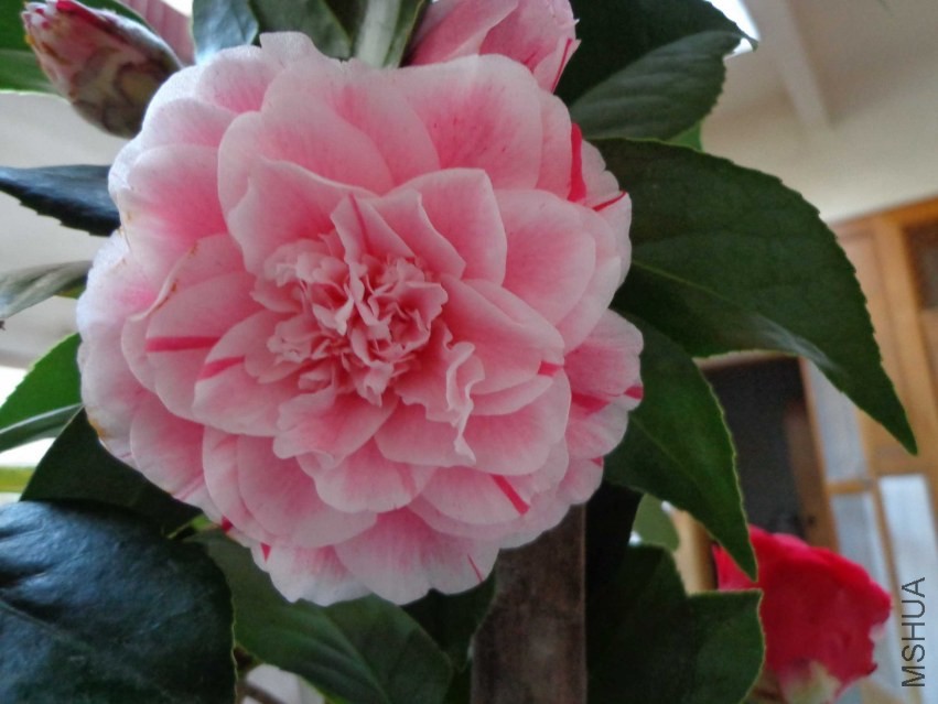 DSC00952.JPG