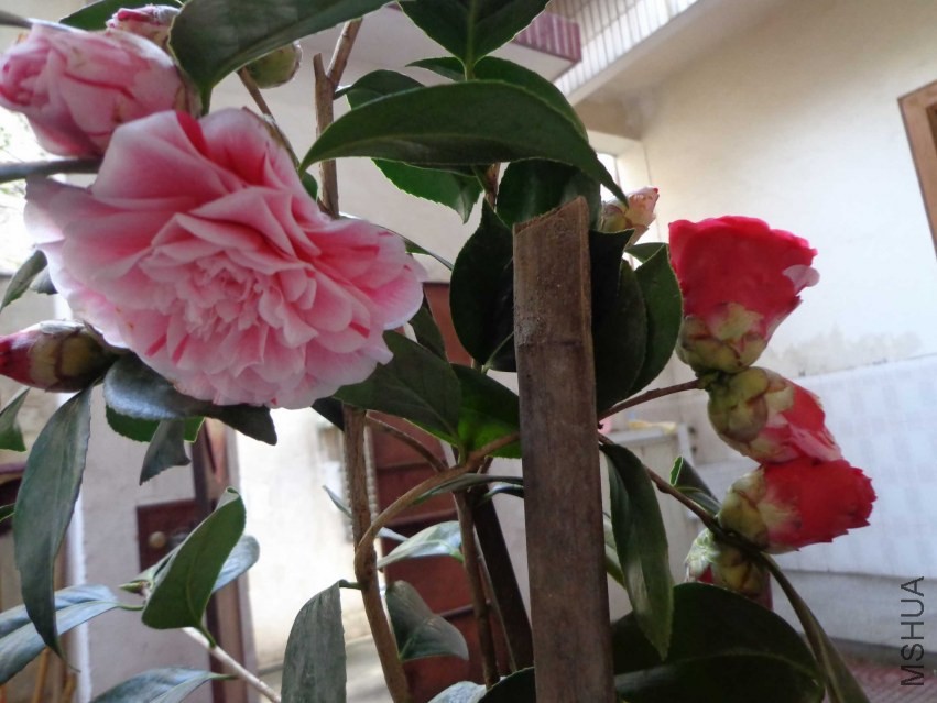 DSC00953.JPG