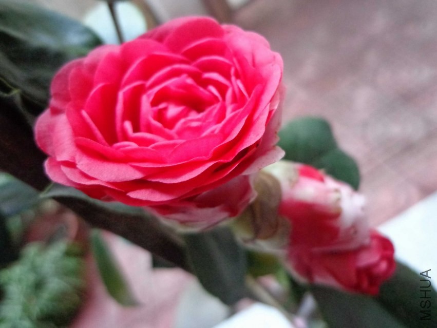 DSC00954.JPG
