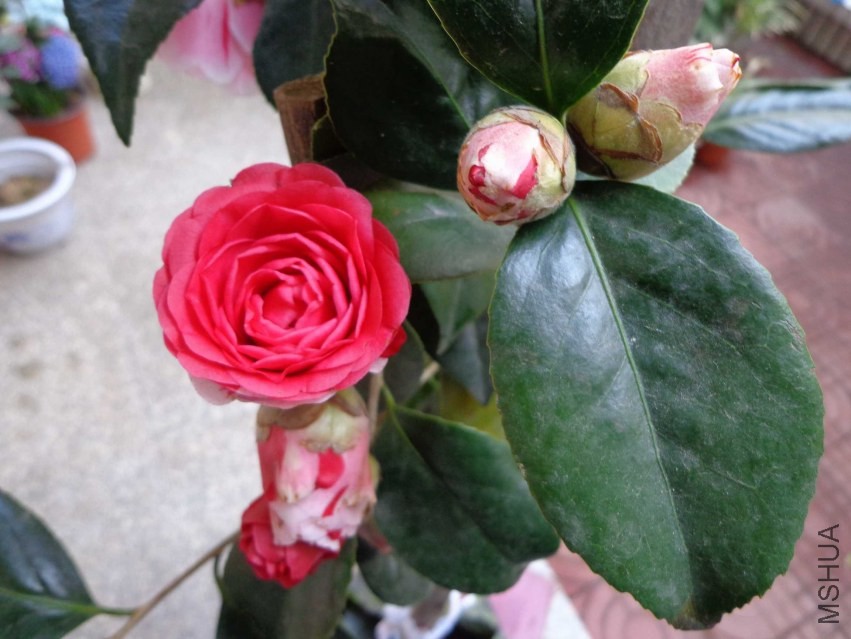 DSC00955.JPG