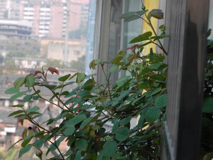 DSCI0008.JPG